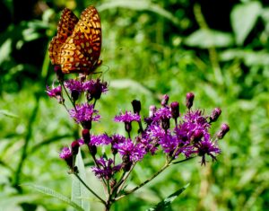What’s Blooming at WVBG?